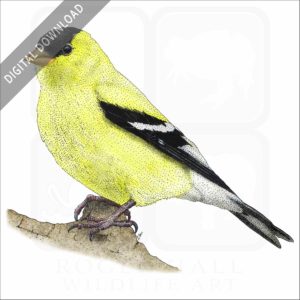 American Goldfinch stock illustration