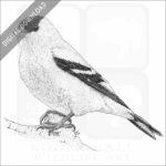American Goldfinch