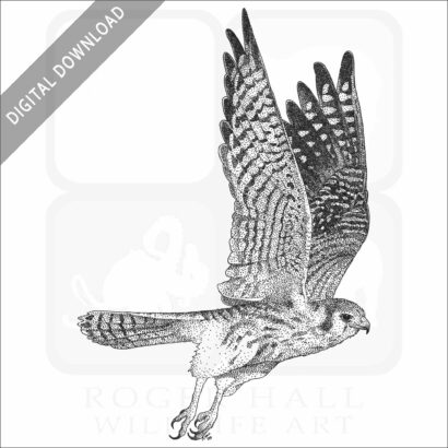 American Kestrel