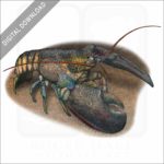 American Lobster stock image