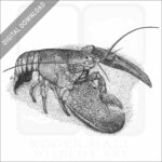 American Lobster