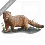 American Mink stock art