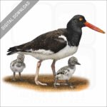 American Oystercatcher stock image