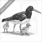 American Oystercatcher