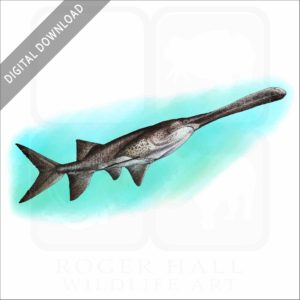 American Paddlefish stock art image