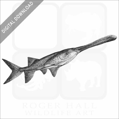American Paddlefish