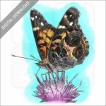 American Painted Lady stock illustration