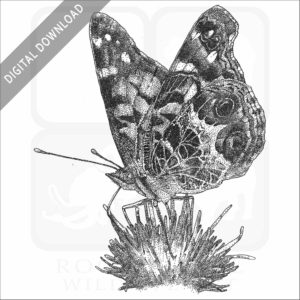 American Painted Lady