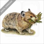 American Pika stock art