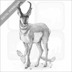 American Pronghorn