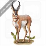 American Pronghorn stock image