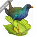 American Purple Gallinule stock art