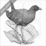 American Purple Gallinule