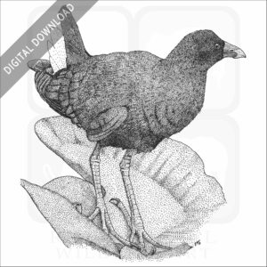 American Purple Gallinule