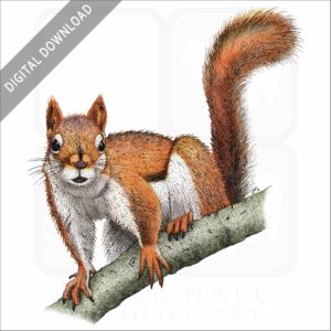 American Red Squirrel stock image