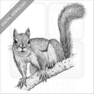 American Red Squirrel