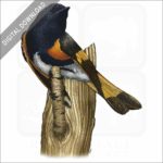 American Redstart stock art