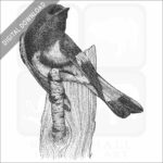 Stock Art Drawing of an American Redstart - Image 2