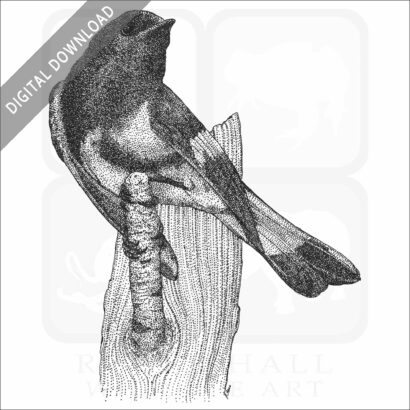 Stock Art Drawing of an American Redstart - Image 2