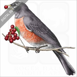 American Robin stock art