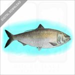 American Shad stock image