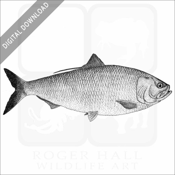 American Shad