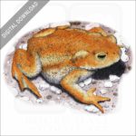 American Toad stock image