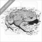 American Toad