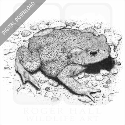 American Toad