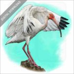 American White Ibis stock illustration