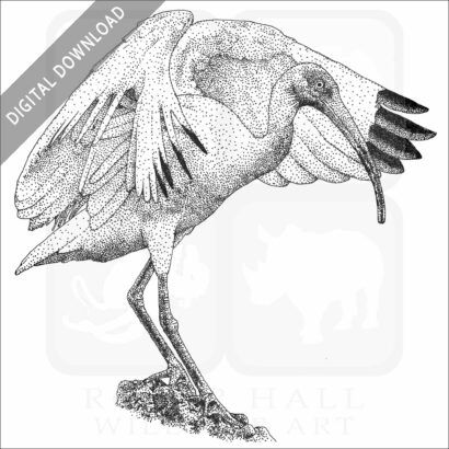 American White Ibis