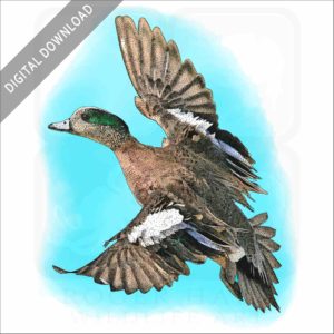 American Wigeon illustration