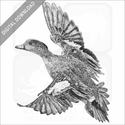 American Wigeon