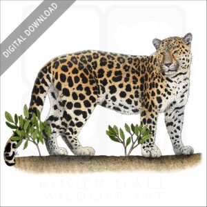 Amur Leopard stock image