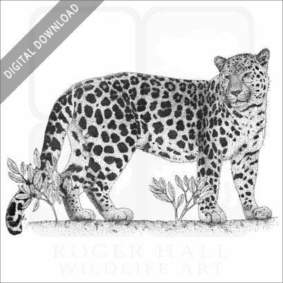 Amur Leopard