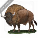 Ancient Bison stock art