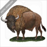 Ancient Bison stock art