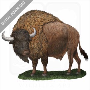 Ancient Bison stock art