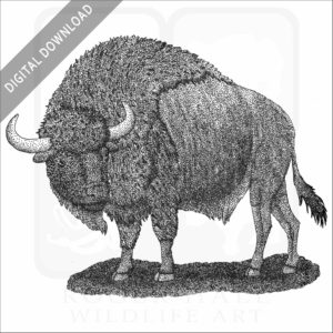 Ancient Bison