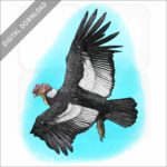 Andean Condor stock art