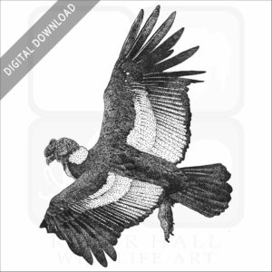 Andean Condor