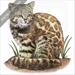 Andean Mountain Cat stock art