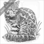 Andean Mountain Cat