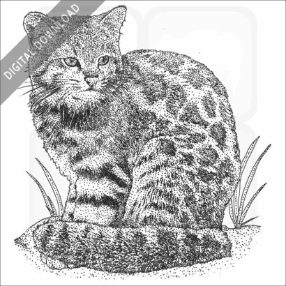 Andean Mountain Cat