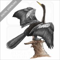 Anhinga stock image