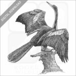 Anhinga
