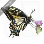 Anise Swallowtail Butterfly Stock art