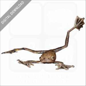 Annam Flying Frog stock image