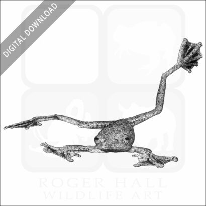 Annam Flying Frog