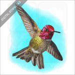 Anna's Hummingbird stock image